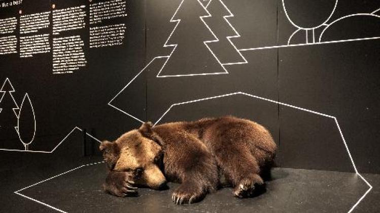 Tentoonstelling Teddy & Beer leert kinderen de geschiedenis van de beer