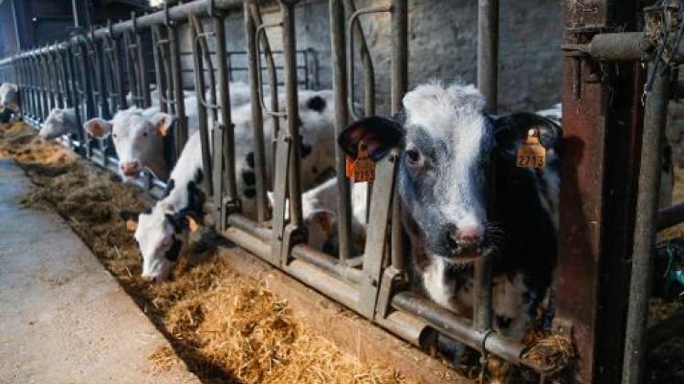 Europees Parlement wil gebruik antibiotica in veehouderijen inperken