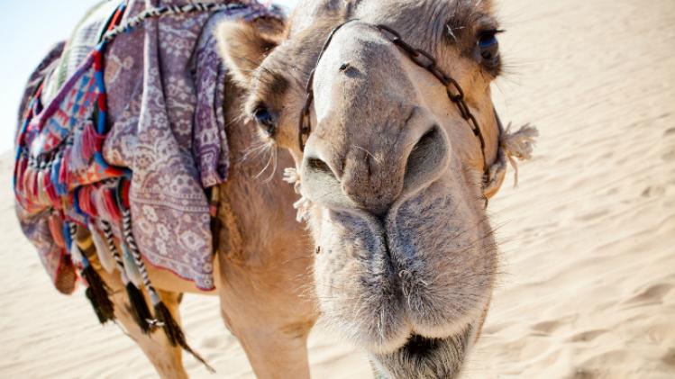 Hoeveel kamelen ben je waard?