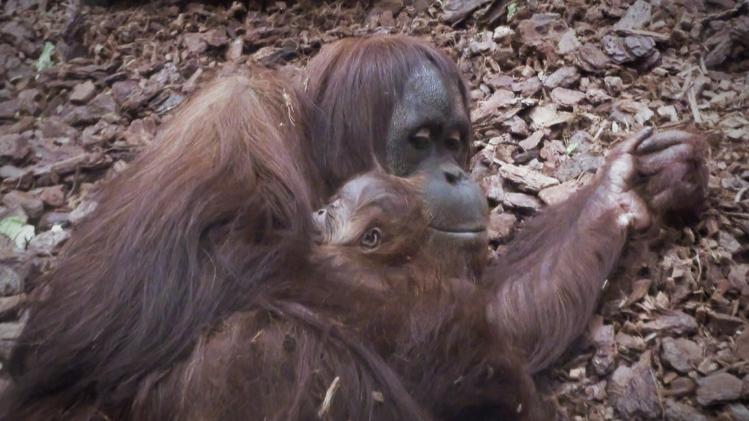 Orang-oetan geboren in Pairi Daiza