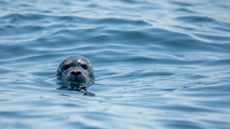 Kolonie zeehonden jaagt man rotswand op