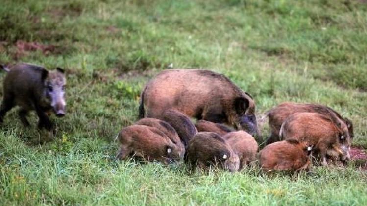 Boerenbond dringt aan op maatregelen tegen de overpopulatie van everzwijnen