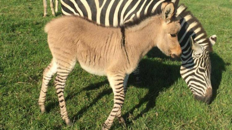 Dit is het resultaat van een ezel en een zebra die paren