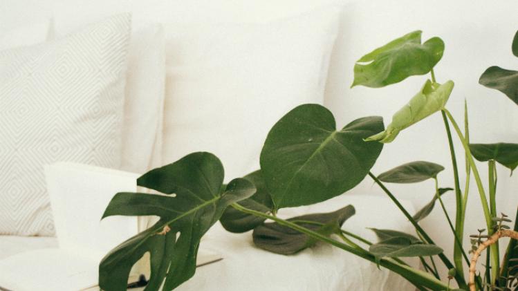 5 planten voor een zorgeloze slaap
