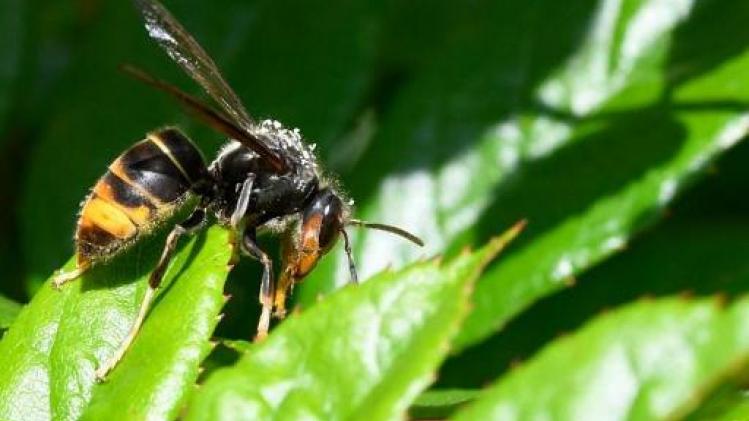 Al 146 meldingen van Aziatische hoornaars dit jaar
