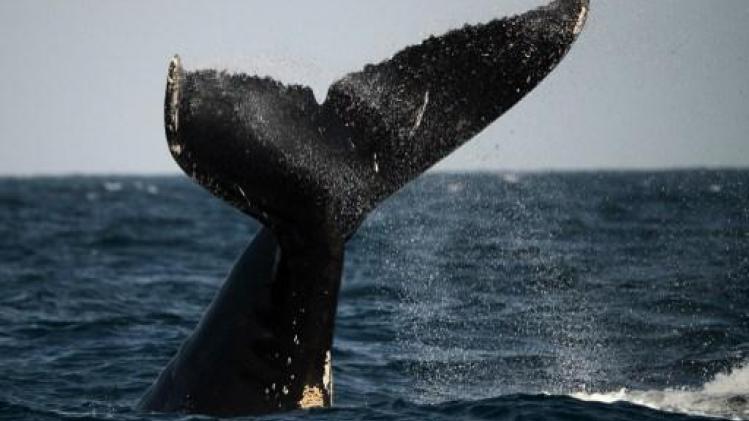 Dode walvis met zes kilo plastic in de maag aangespoeld in Indonesië
