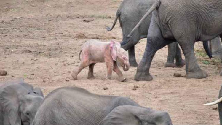 roze olifant gespot in Zuid-Afrika