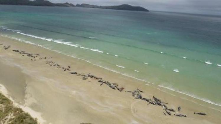 Bijna 150 grienden gestrand in Nieuw-Zeeland