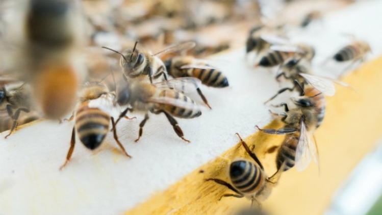 New York heeft gespecialiseerde bijenpolitie