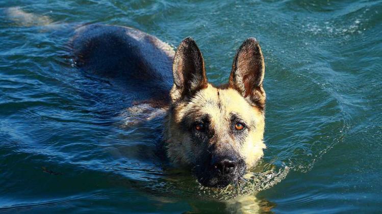 1280px-German_Shepherd_Dog_swimming