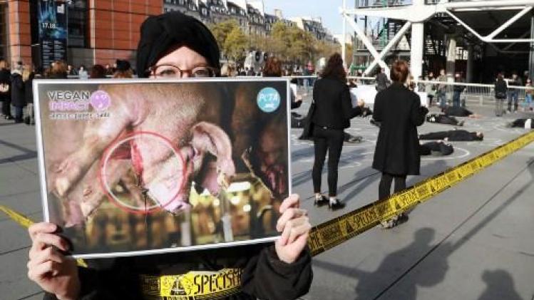 Animal Rights toont gruwelbeelden Nederlandse varkensfokkerijen