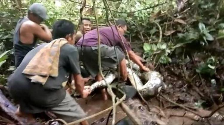 Indonesische dorpelingen vangen enorme python van acht meter