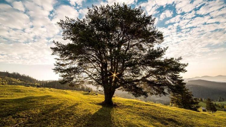 Australiërs vragen bomen massaal om levensproblemen op te lossen