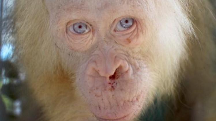 Zeldzame witte orang-oetan mag terug naar de natuur
