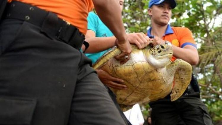 Bedreigde schildpadden weer naar zee gebracht