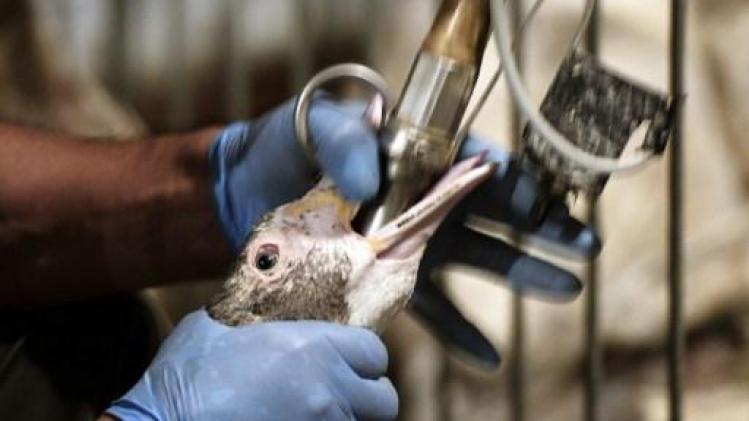 Hooggerechtshof bevestigt verbod op foie gras in Californië