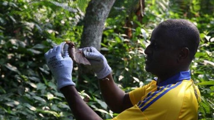 Ebolavirus aangetroffen in vleermuis in Liberia