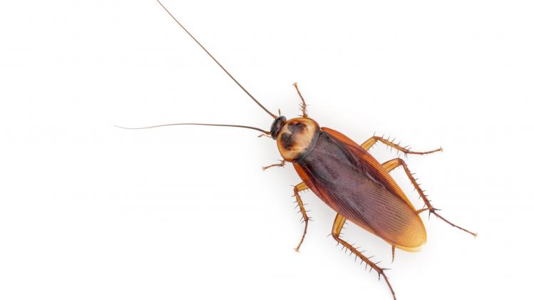 Valentijnstip: vernoem een kakkerlak naar je ex