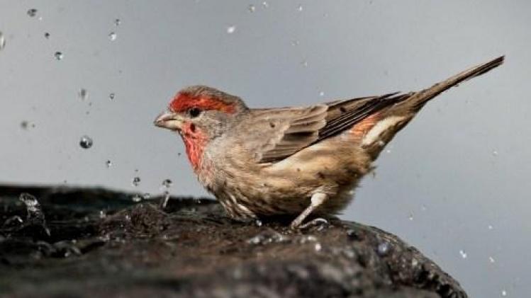 Vink vaakst gespotte vogel in Vlaamse tuinen