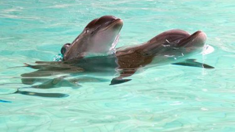 Commotie rond fotoshoots met dolfijnen in Boudewijn Seapark