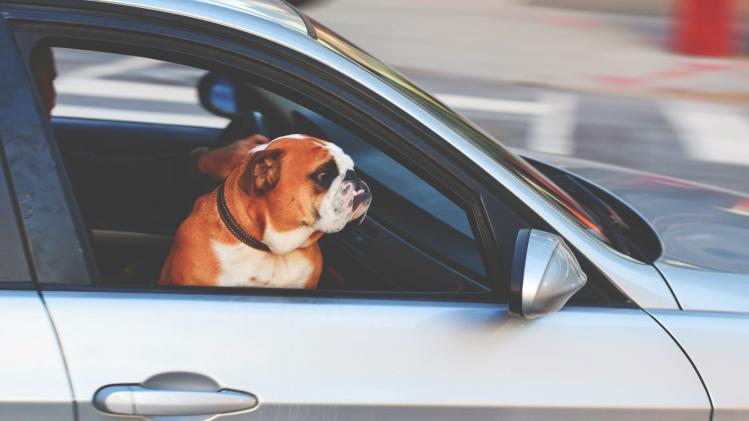 Dankzij deze functie bij de Tesla M3 kan je hond niet oververhitten in de auto