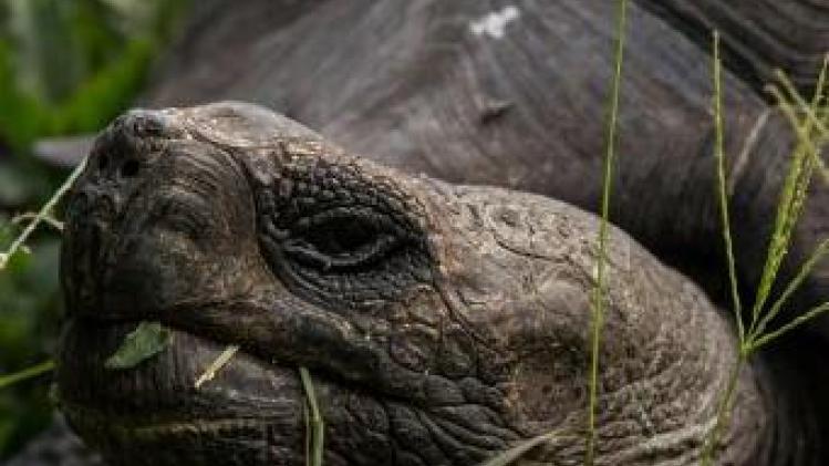 Uitgestorven gewaande schildpad op Galapagoseiland ontdekt