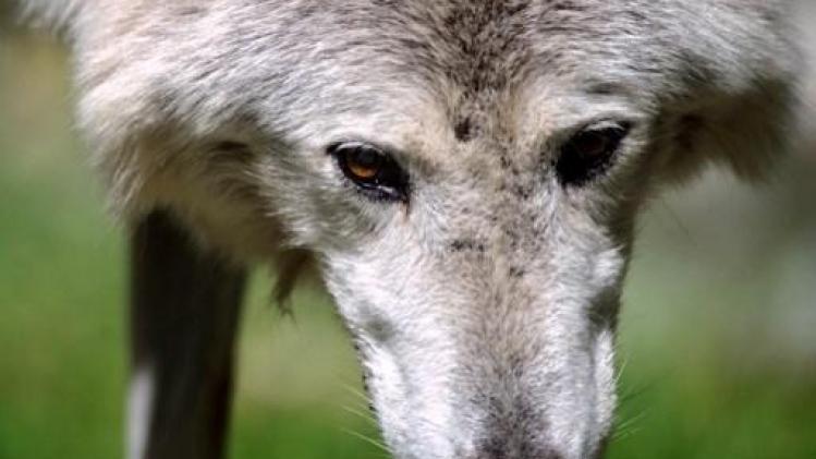 Eerste wolvenroedel in Pairi Daiza