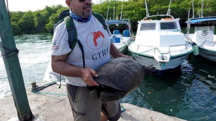 Uitgestorven gewaande reuzenschildpad opgedoken op Galapagos