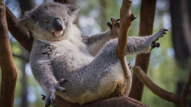 IN BEELD. De 'Koala Challenge' verovert het internet