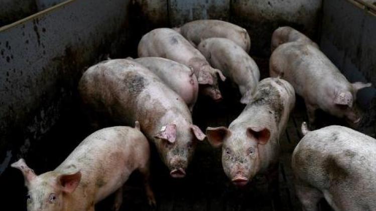 Meer dan 2.000 varkens omgekomen bij zware brand in Pittem