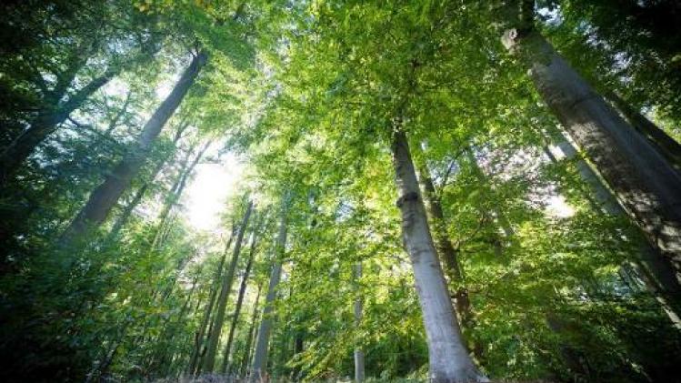 Raad van State bijzonder scherp voor regeling kwetsbare bossen