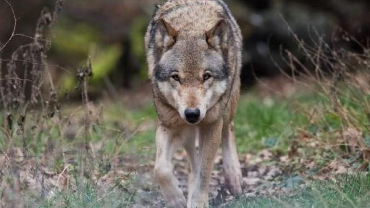 Jagen op wolven wordt eenvoudiger in Duitsland