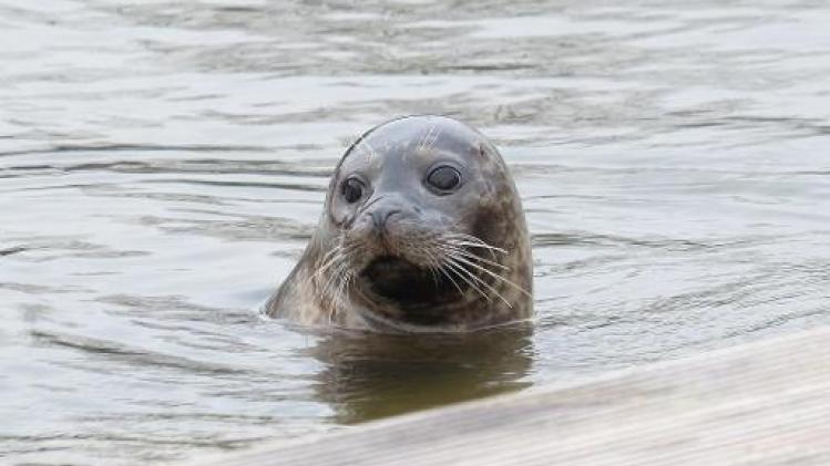 Wandelaars bellen politie voor rustende zeehonden in Oostende