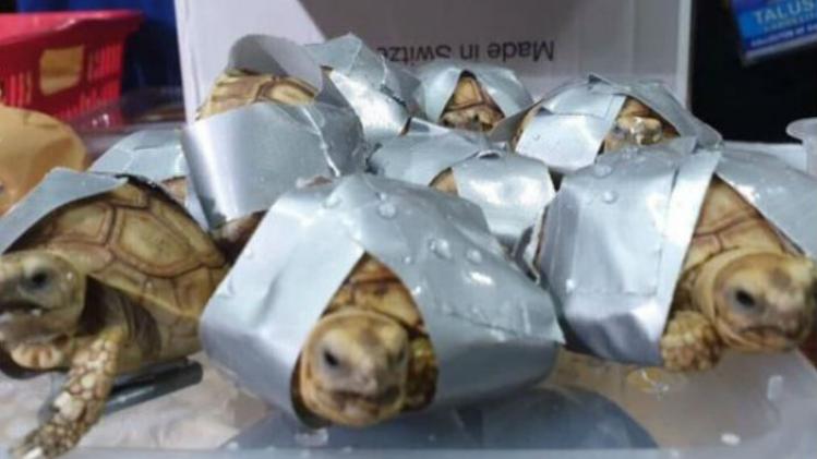 Filippijnse politie vindt 1.500 schildpadden vastgetapet in bagage