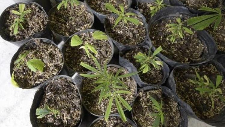 Aantal ontdekte cannabisplantages gaat in dalende lijn