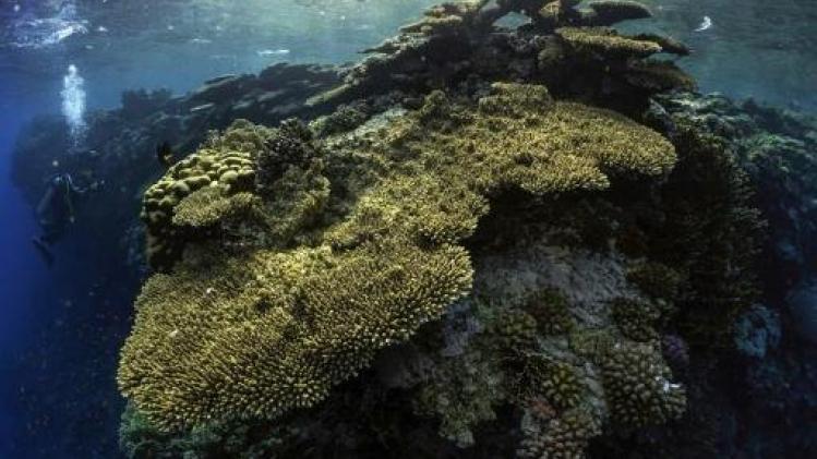 Nieuwe ziekte bedreigt koraal op Sint-Maarten