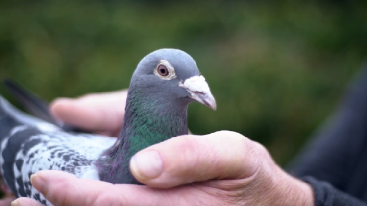 West-Vlaamse duif Armando duurste duif ooit: geveild voor 1.252.000 euro