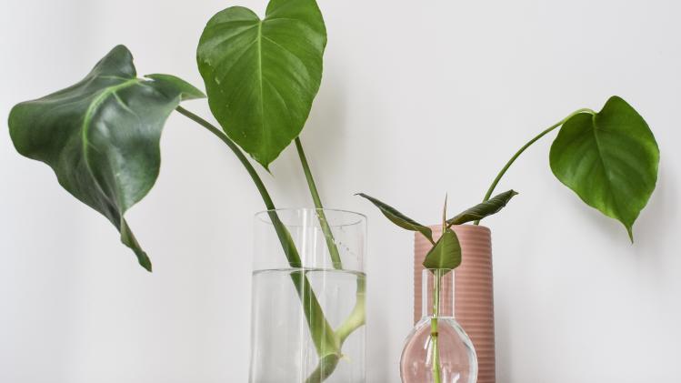 'Stek je Plant' en maak je eigen urban jungle