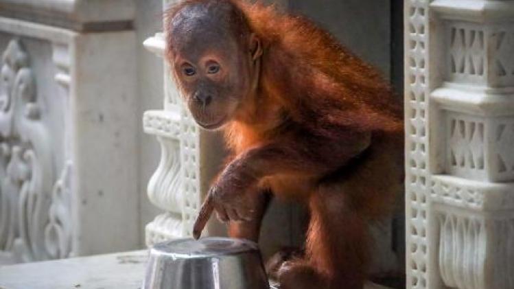 Orang-oetanbaby gered van smokkel op luchthaven van Bali
