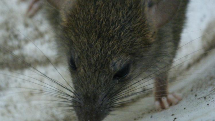 Criminelen smokkelen ratten vol drugs binnen in gevangenis