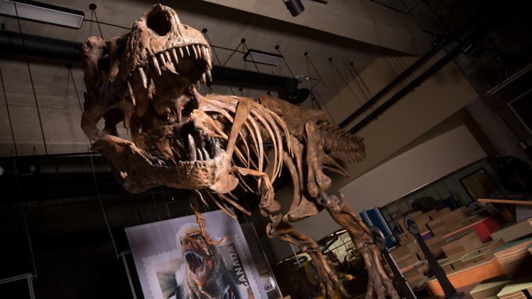Grootste T-rex ooit opgegraven in Canada