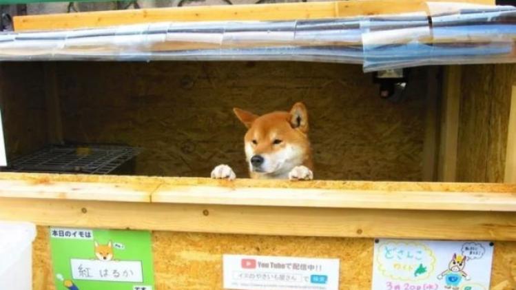 Bizar. Japanse hond runt zijn eigen zoete aardappelwinkel