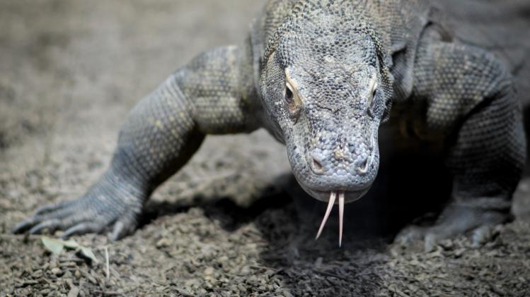 Indonesië zet "drakeneiland" Komodo jaar lang op slot