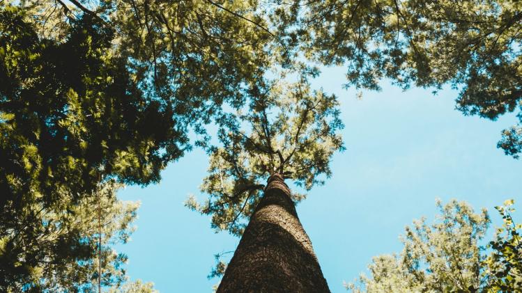 Wetenschappers beklimmen werelds hoogste tropische boom