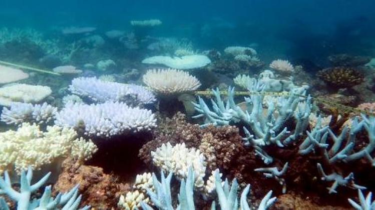Aantal nieuwe koralen in Groot Barrièrerif daalt met 89 procent