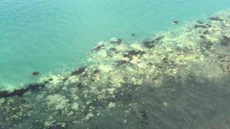 Koralen in Great Barrier Reef verbleken sneller dan ooit