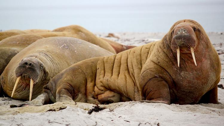 Honderden walrussen vallen hun dood tegemoet door klimaatopwarming