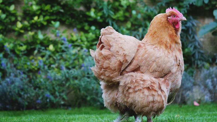 Vijf tips om ervoor te zorgen dat je kippen zich kiplekker voelen!