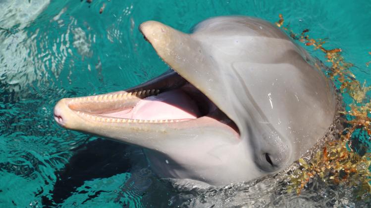 Clitoris dolfijnen is "opvallend gelijkaardig" aan die van mensen