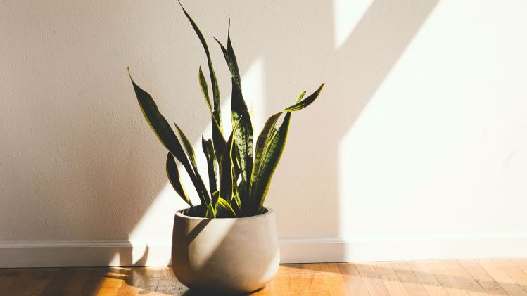 Deze zeven planten zouden op je bureau moeten staan